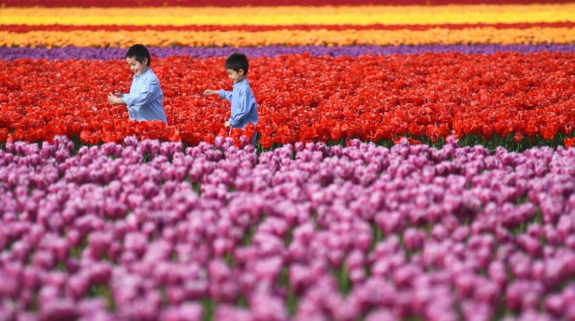 Two boys brothers in light blue shirts walk in fields of purple red and yellow tulips at the Skagit Valley Tulip Festival