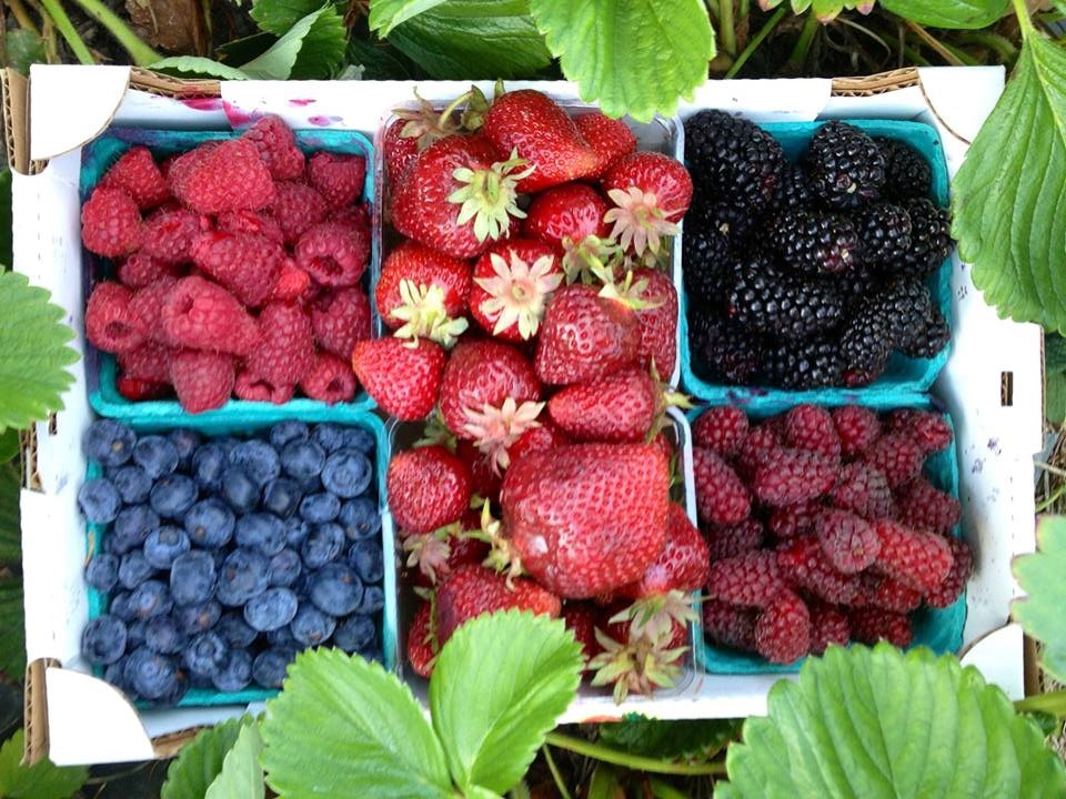 BerryPickin' Good 20 UPick Berry Farms Around Seattle, the Eastside