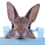 Easter Bunny