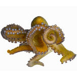 Octupus alone