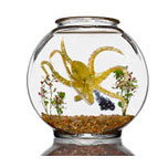 Octopus in bowl