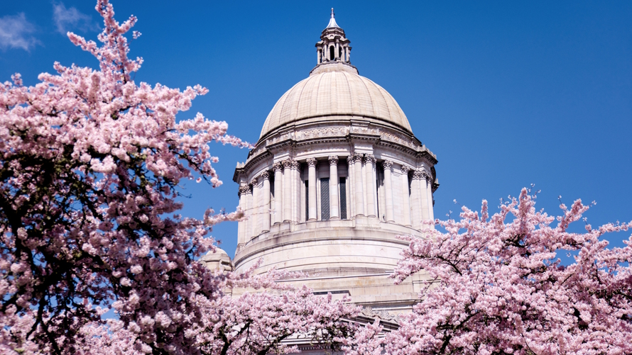 "WA State capitol building with cherry blossoms"