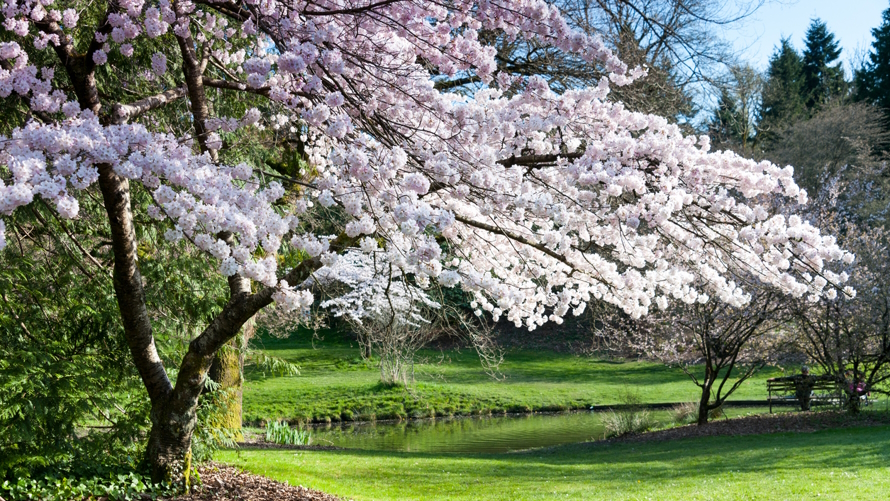 "Cherry blossoms at the Washington Park Arboretum"