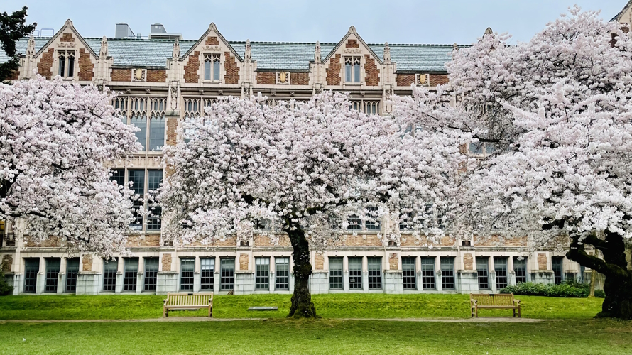 "Cherry blossoms at the University of Washington"