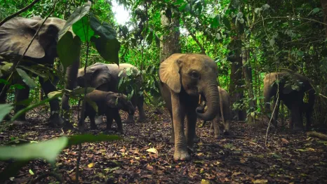 Elephants walking in a jungle best earth day movies for kids