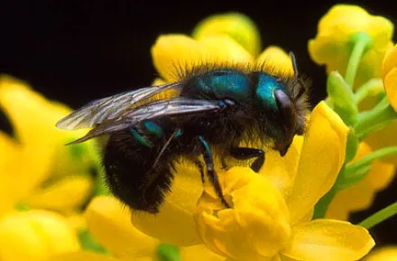 Mason bee on a flower