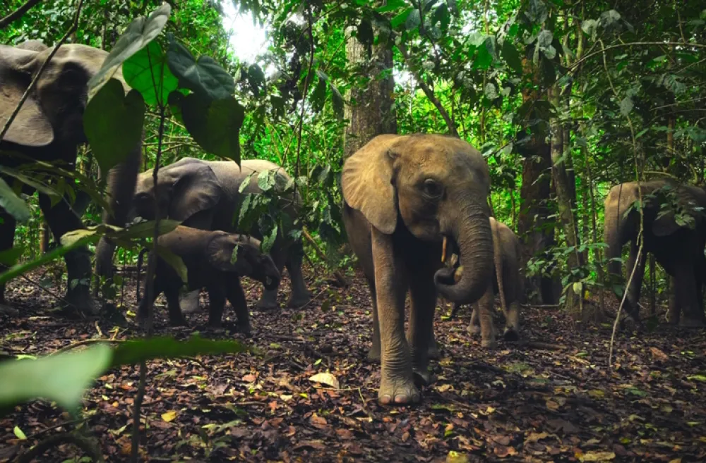 Elephants walking in a jungle best earth day movies for kids