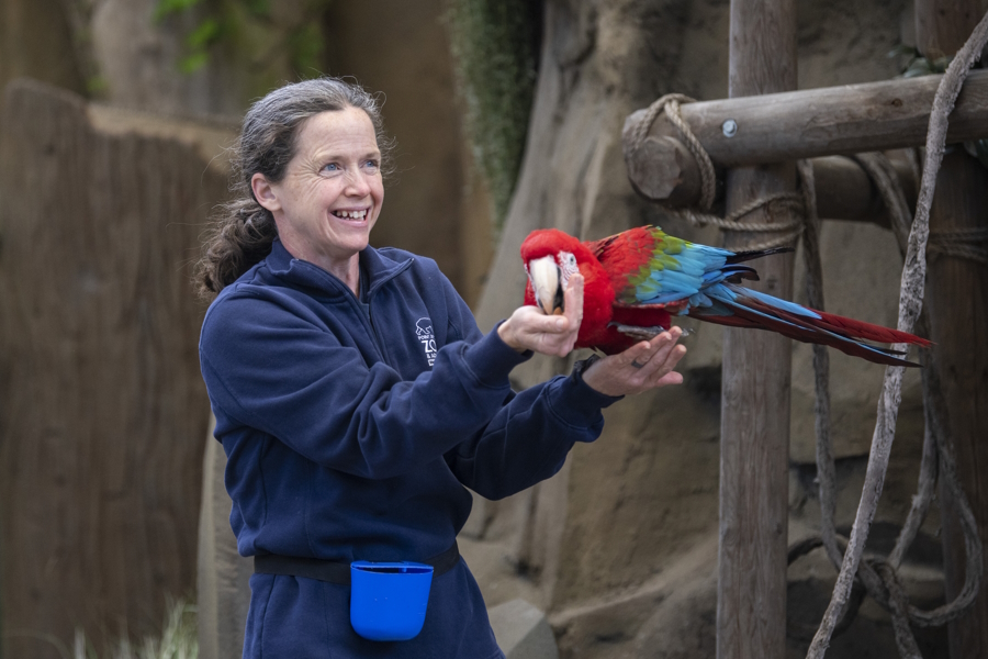 "Colorful parrot in the wild wonders outdoor theater show at the Point Defiance Zoo and Aquarium"