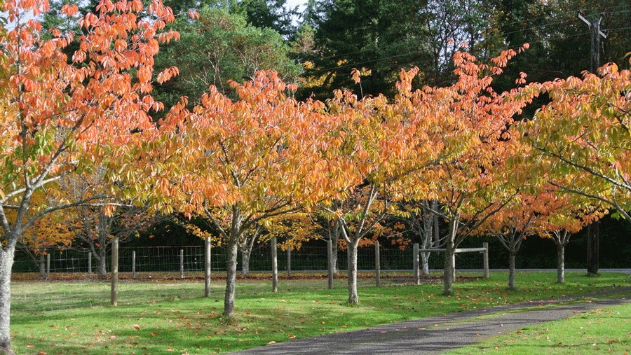 "The changing leaves at Nashi Orchards, a family-friendly brewery"