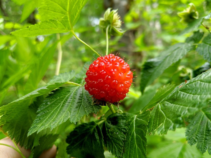 Urban Foraging: Pick Wild Berries in Local Green Spaces