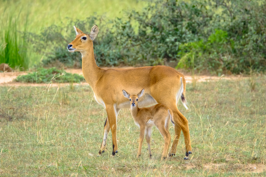 baby deer and its mother in a field