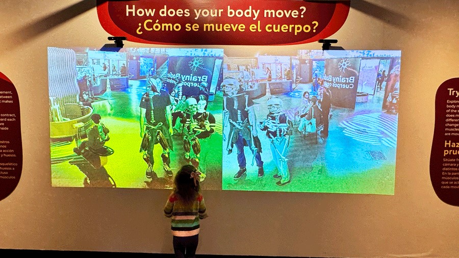 An interactive wall projection at PacSci shows how the brain, muscles and skeletal system all work together