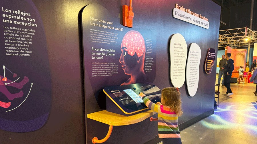 interactive elements at PacSci's new "Brainy Bodies" exhibit in Seattle