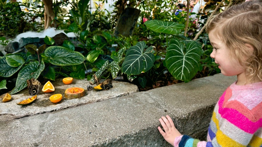 young girl watching butterflies at Pacific Science Center's butterfly garden