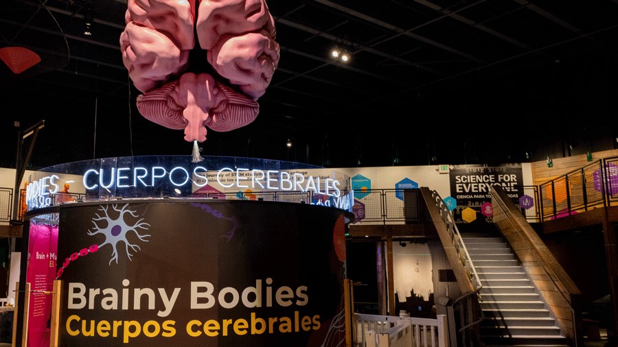 "Brainy Bodies" huge brain display at PacSci, a Seattle activity for families