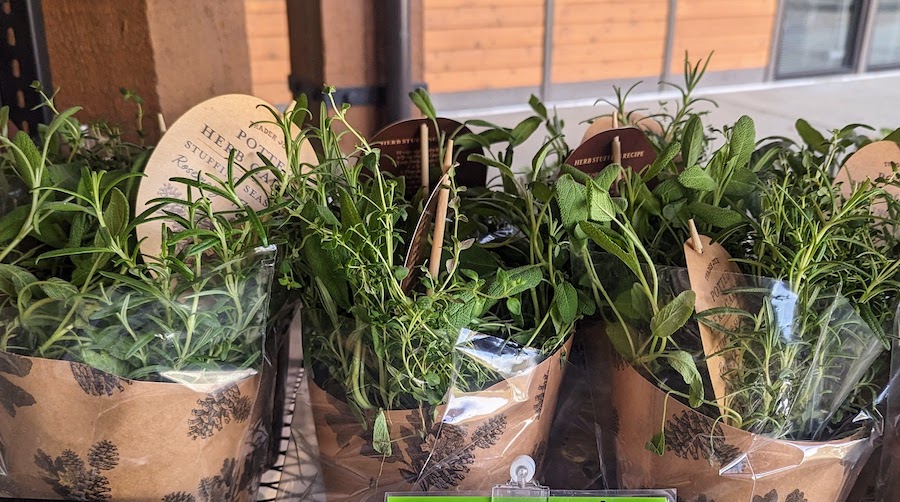 holiday herb garden from Trader Joe’s