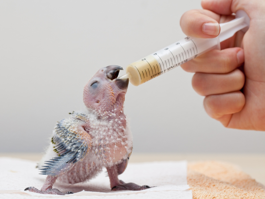 a baby parrot being feed by a human