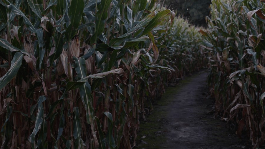 dark haunted corn maze near Seattle