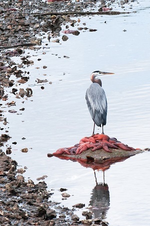 Blue Heron standing on pile of starfish