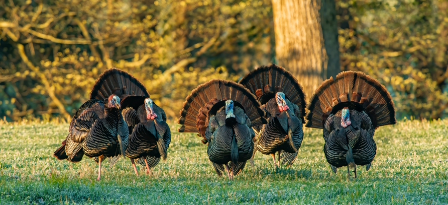 Turkey walking in the grass