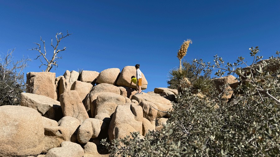 Joshua Tree rocks with kids climbing on them during vacation