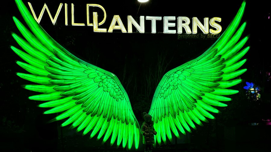 wings display and photo op at WildLanterns with color-changing wings