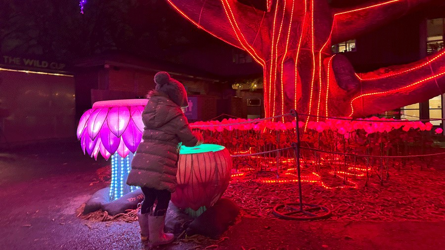 young girl banging on drums at WildLanterns interactive display