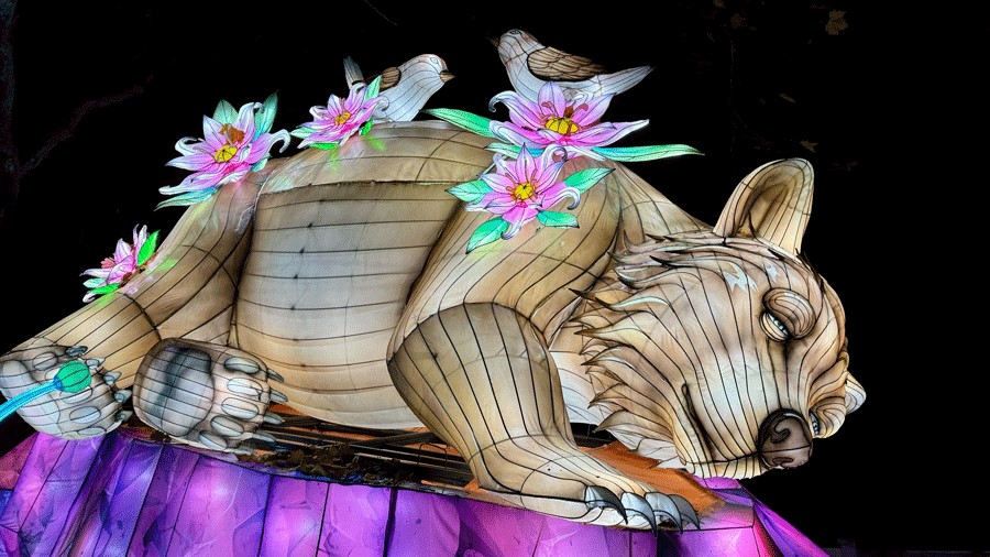 sleeping bear lantern at Woodland Park Zoo's light display