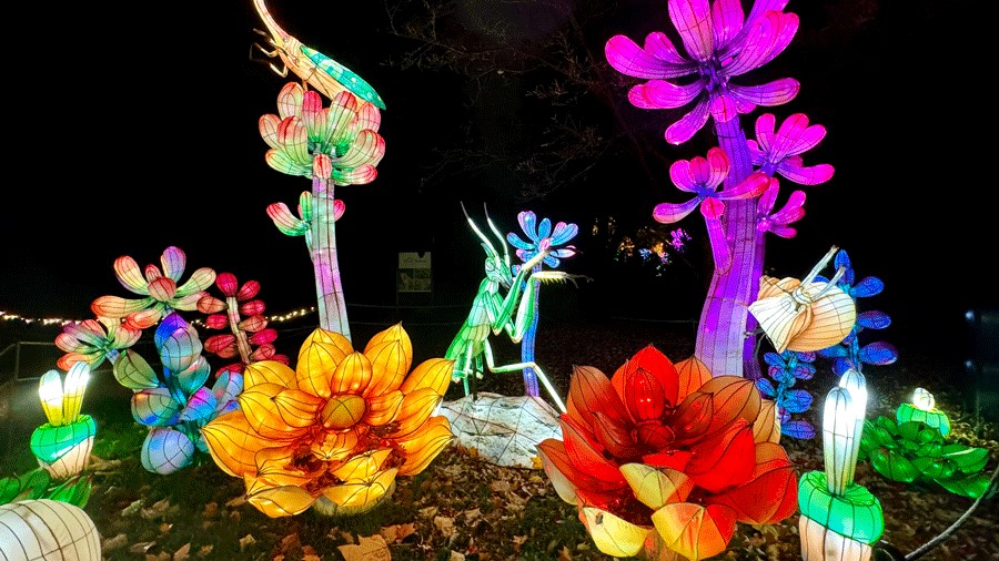 praying mantis and garden flowers at WildLanterns 2024