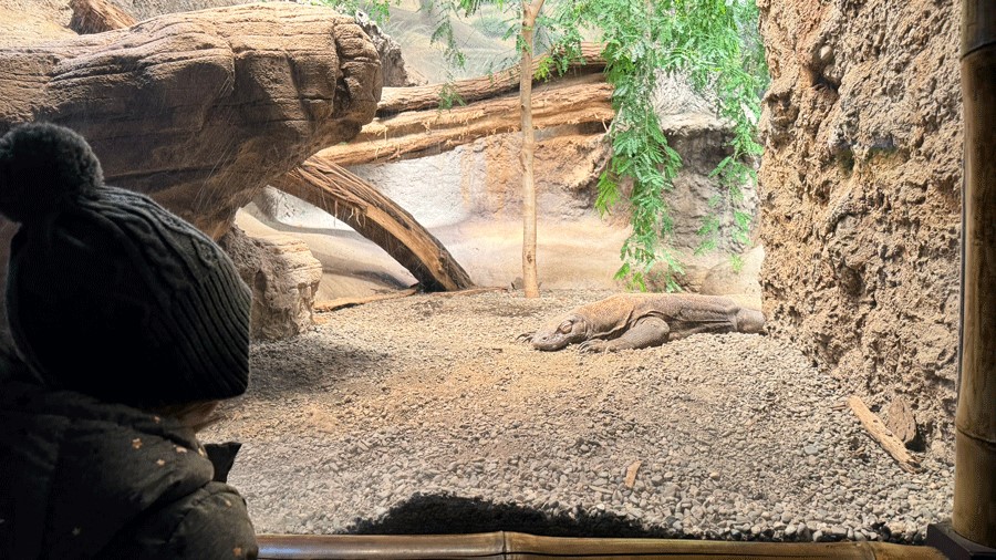 young girl looking at komodo dragon in Woodlan Park Zoo's new reptile realm