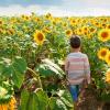 Child walking in a sunflower field during a sunflower festival