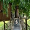 Young boy walks across the suspension bridge at a Sammamish treehouse, one of Seattle's many tree houses