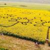 sunflower maze puget sound families fall family-friendly fun seattle-area kids parents