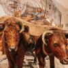 kids on oxen at Washington State History Museum, an indoor activity near Tacoma for families