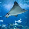 Spotted Eagle Rays soar at the Ocean Pavilion 