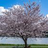 cherry blossom tree at the Ferdinand Street Boat Launch in Seattle