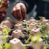 kids hands planting seedlings 