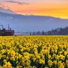 daffodils blooming in Skagit Valley for the annual Daffodil Festival, a fun family-friendly activity in the Greater Seattle area