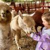 young girl feeding alpacas at Enchanted Farms in Duvall, a Seattle-area alpaca farm for families to visit