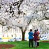 families admiring cherry blossoms near Seattle on the Capitol Campus in Olympia