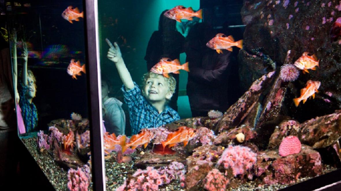 Child observing in an aquarium