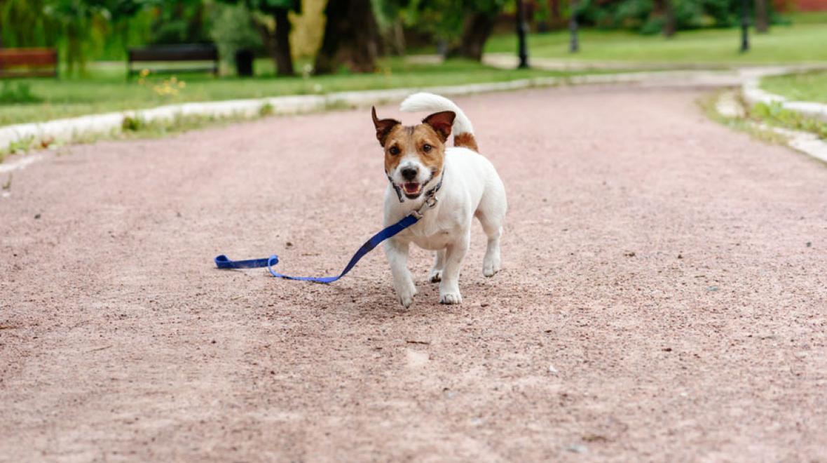 dog runner leash