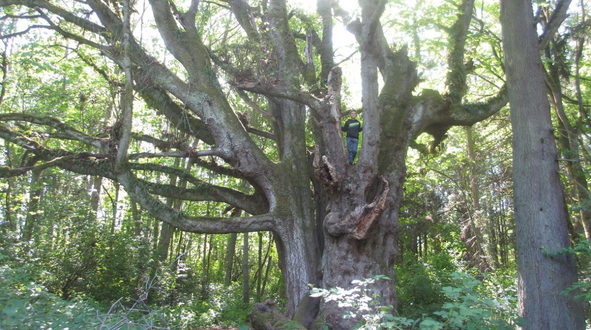 boy-in-giant-tree-discovery-park-seattle-best-things-to-do-with-kids