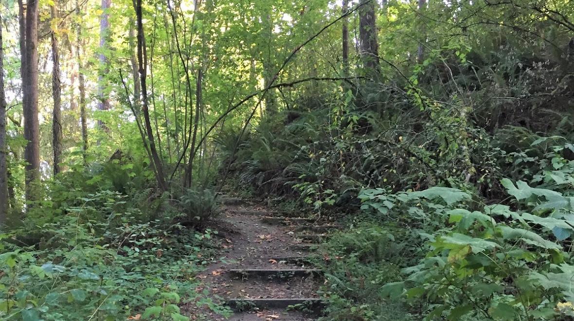 madrona woods urban hikes for seattle kids and young families