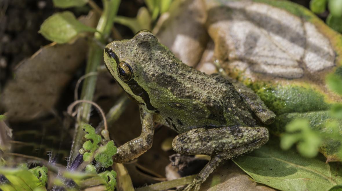 chorus frog wildlife seen along boardwalk in pritchard wetland seattle hikes kids families