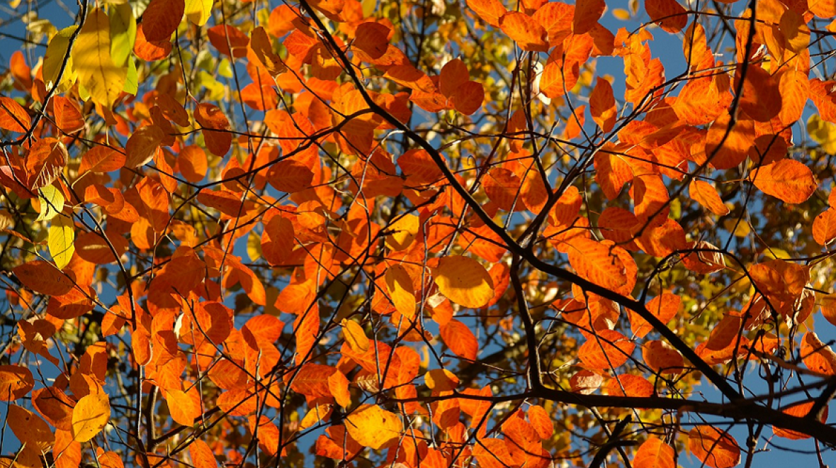 fall foliage orange leaves best fall hikes for kids families tacoma puyallup south puget sound