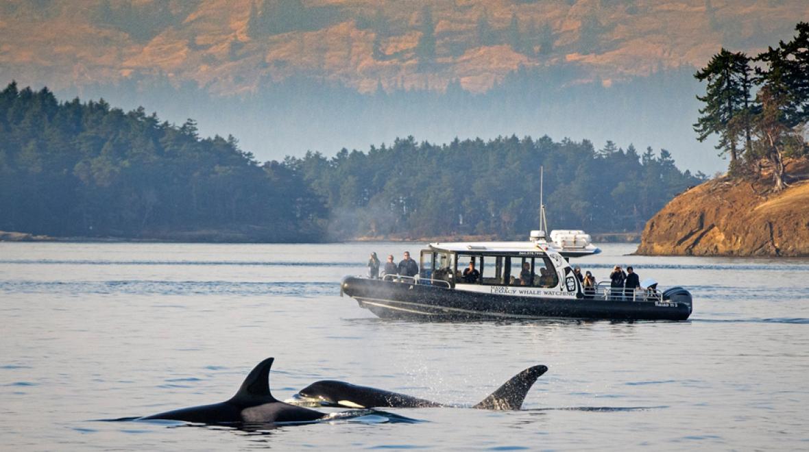 surfacing whales with a whale watch boat in the background