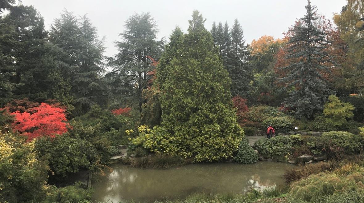 kubota garden in fall on a rainy seattle day