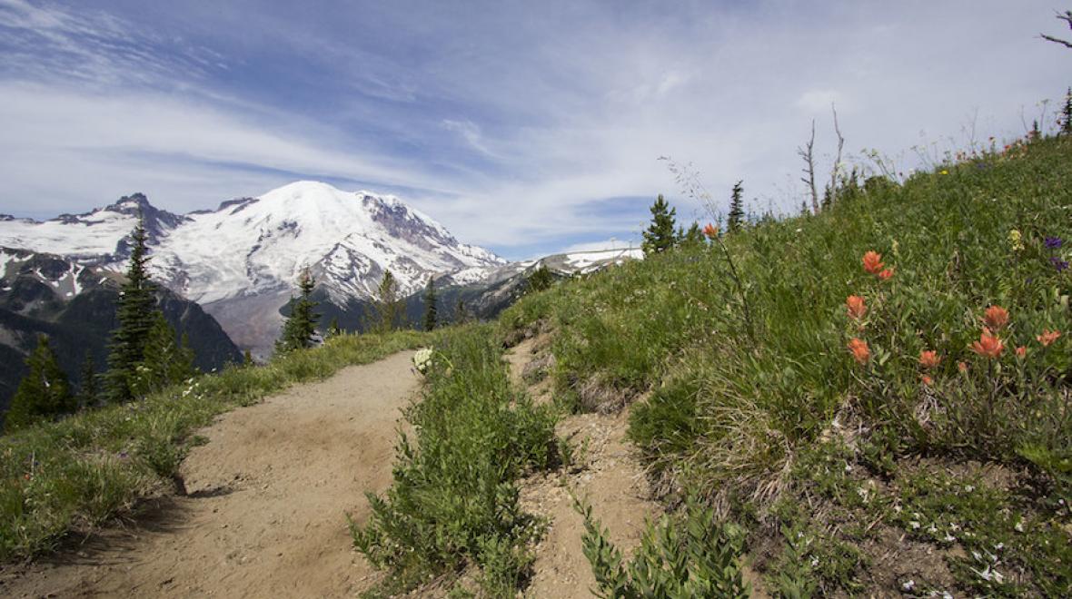 Silver Forest Trail 