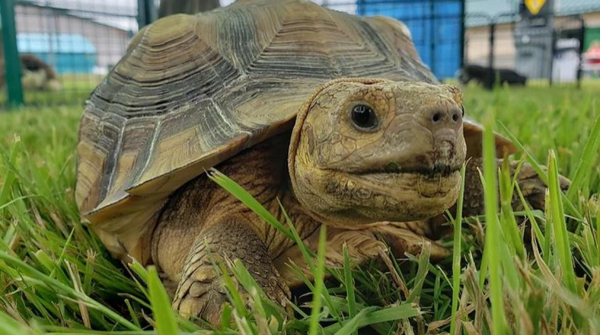 Tortoise at Old McDebbie’s Farm